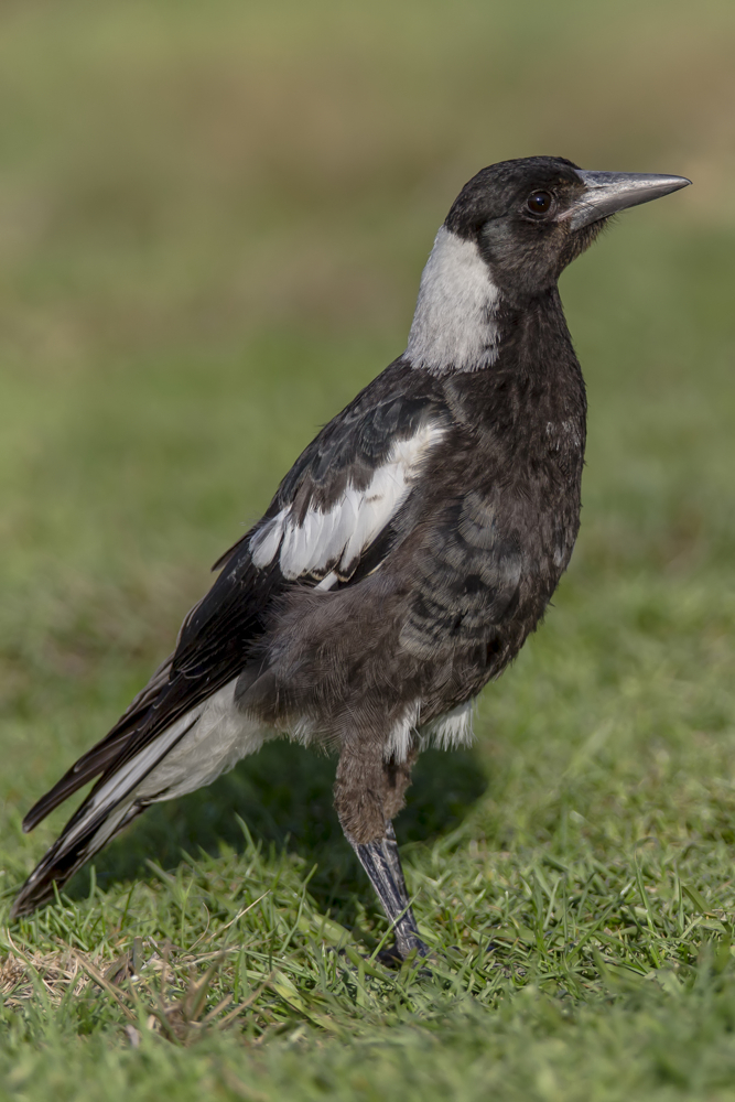 Halbstarker Magpie