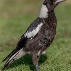 Halbstarker Magpie