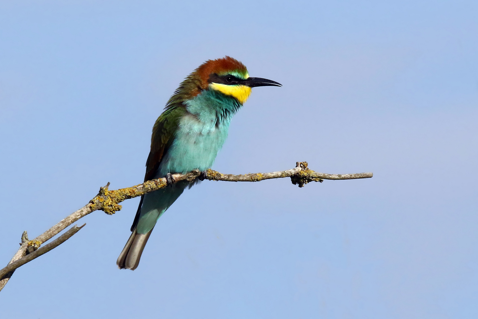 Halbstarker "Paradiesvogel" - junger Bienenfresser (Merops apiaster)