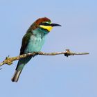 Halbstarker "Paradiesvogel" - junger Bienenfresser (Merops apiaster)