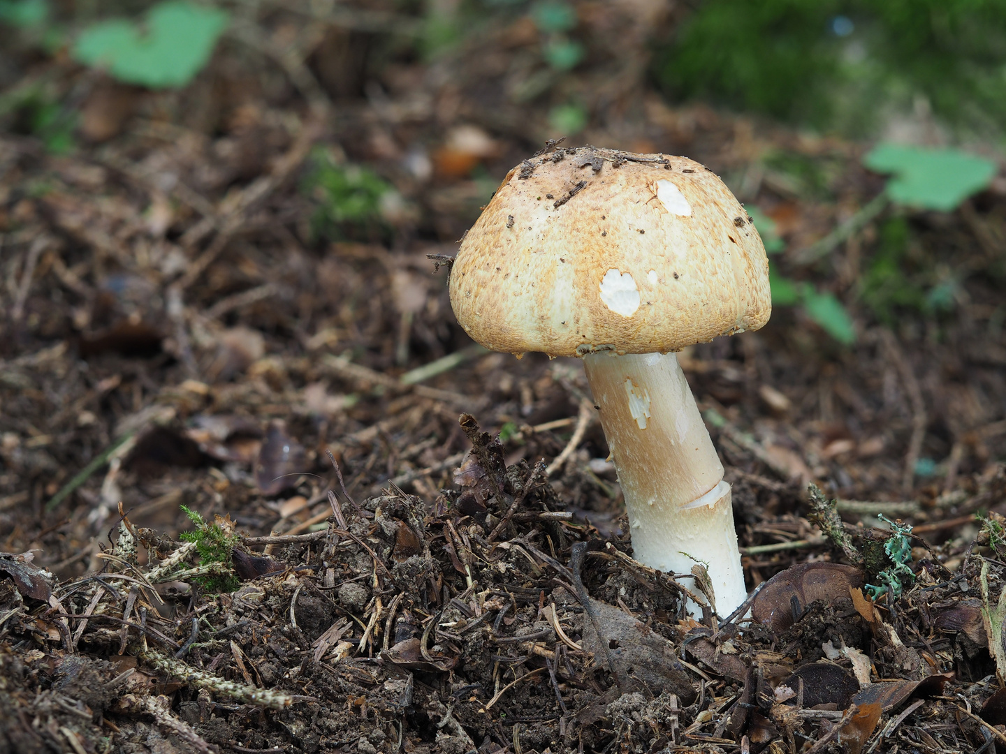 (Halbstarker-) Riesenchampignon 