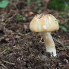 (Halbstarker-) Riesenchampignon 