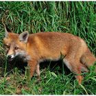 - Halbstarker Rotfuchs - ( Vulpes vulpes )