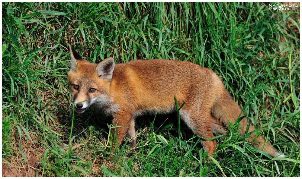 - Halbstarker Rotfuchs - ( Vulpes vulpes )