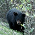 halbstarker Schwarzbär im Yukon