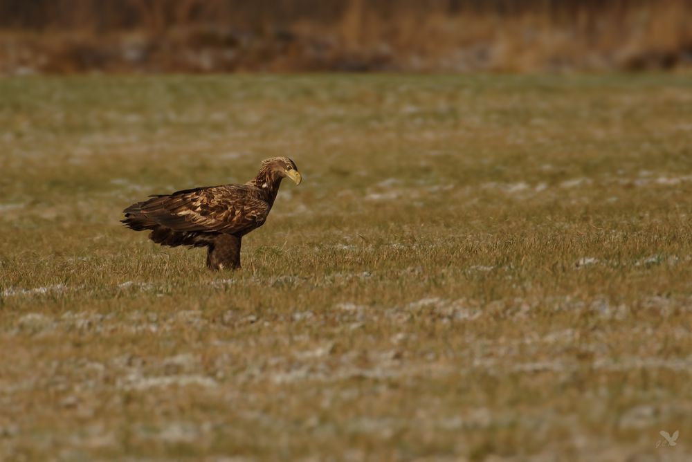 halbstarker :)  Seeadler (Haliaeetus albicilla) ...