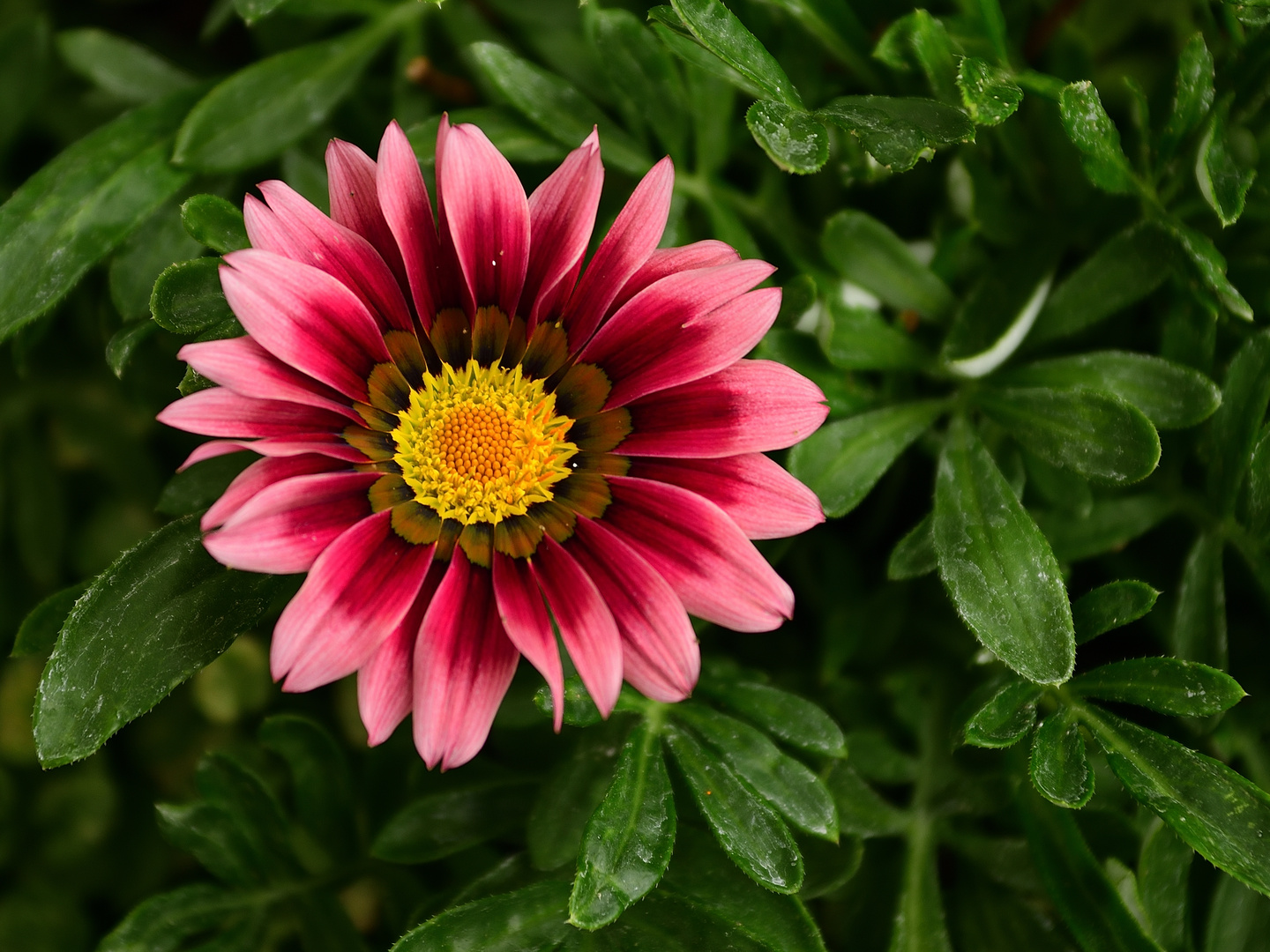 Halbstrauchgazanie, (Gazania)