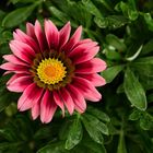 Halbstrauchgazanie, (Gazania)