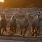 Halbwild im Gegenlicht