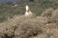 ..halbwild lebendes Pferd in einem Naturpark in Andalusien