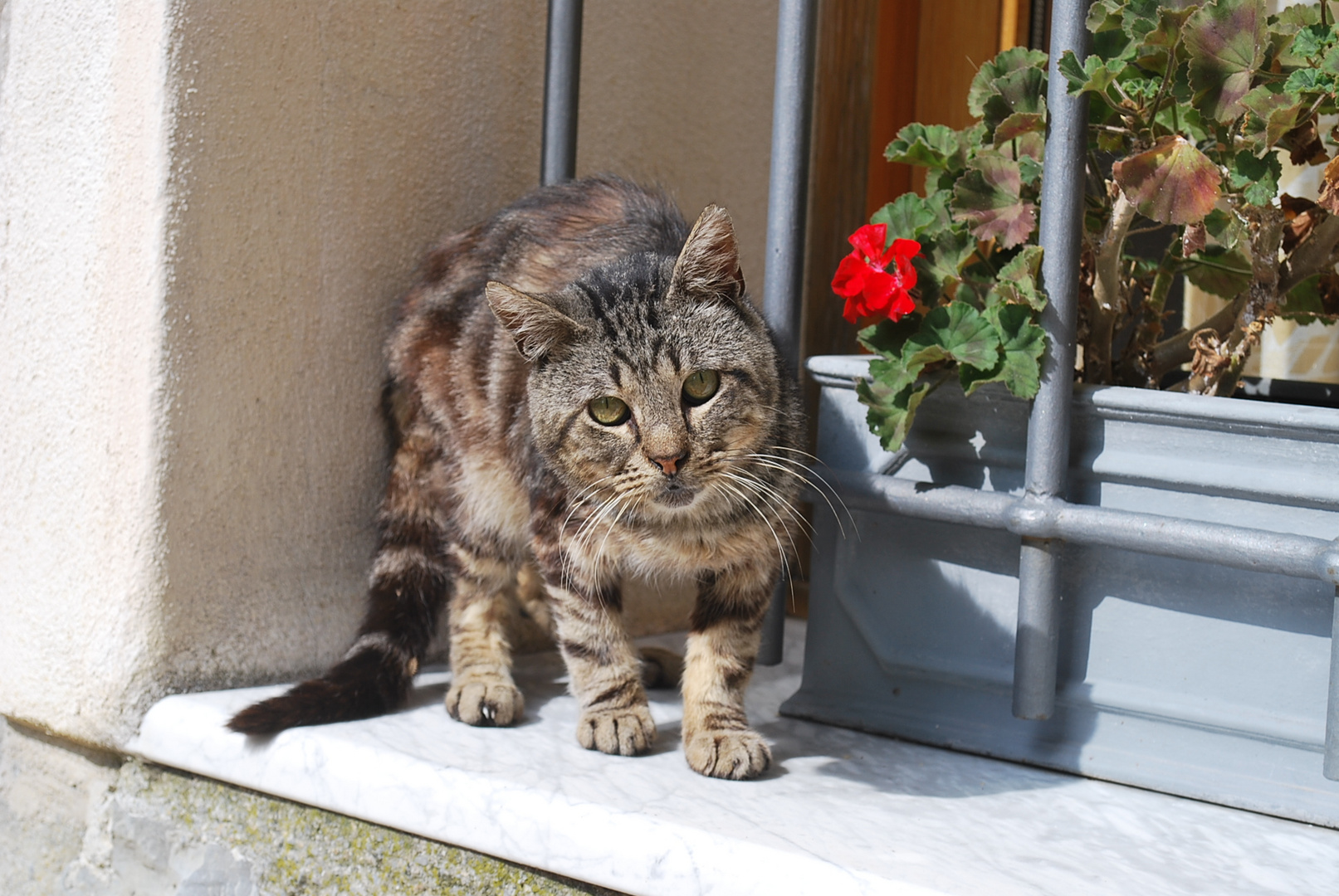 Halbwilde Katze