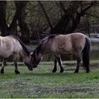 Halbwilde Konik-Pferde 