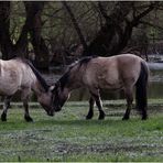 Halbwilde Konik-Pferde 