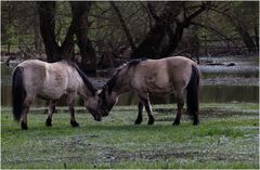 Halbwilde Konik-Pferde 