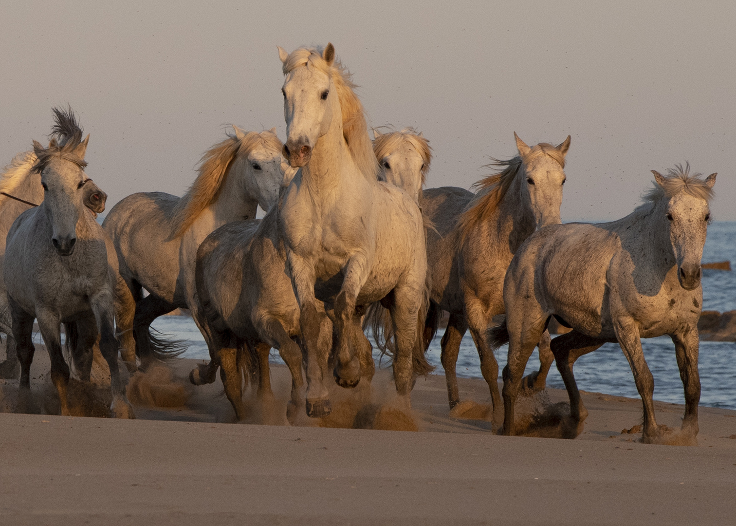 Halbwilde Pferde in derCamargue