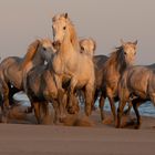 Halbwilde Pferde in derCamargue