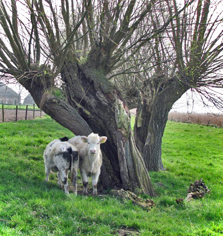 Halbwüchsige auf der Weide am Othense Kreek, Terneuzen