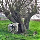 Halbwüchsige auf der Weide am Othense Kreek, Terneuzen