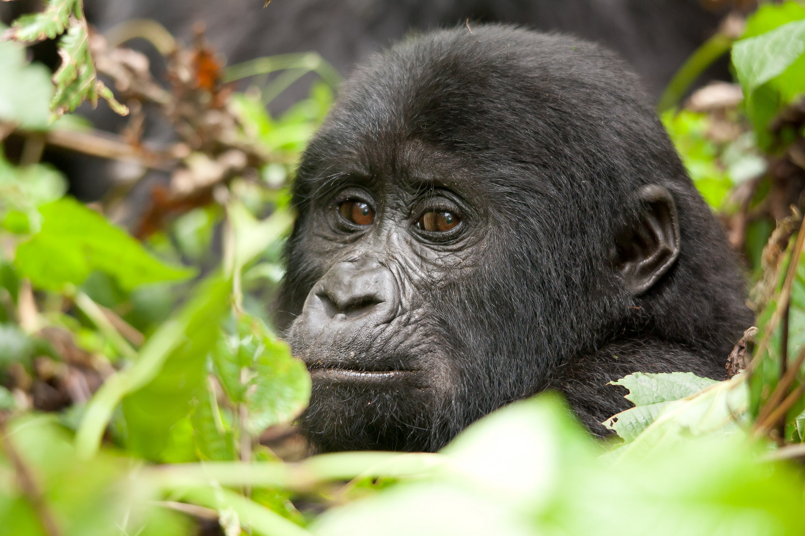 Halbwüchsiger der Mishaya Group - Bwindi Impenetrable Forest/ Uganda