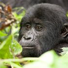 Halbwüchsiger der Mishaya Group - Bwindi Impenetrable Forest/ Uganda