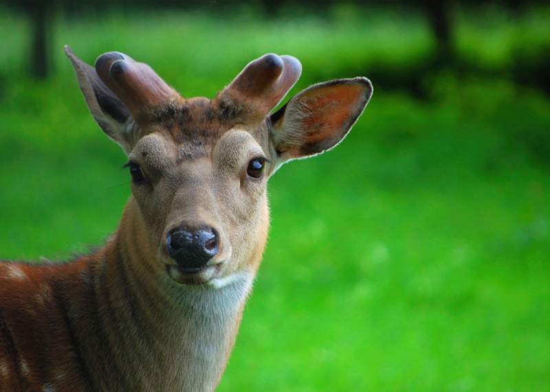 Halbwüchsiger Hirsch