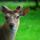 Halbwüchsiger Hirsch