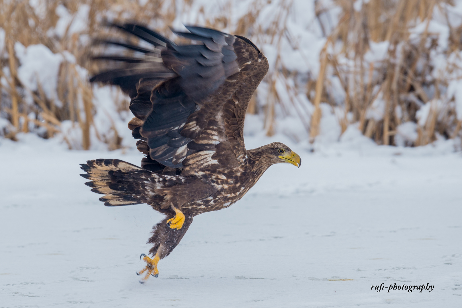 Halbwüchsiger Seeadler