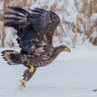 Halbwüchsiger Seeadler