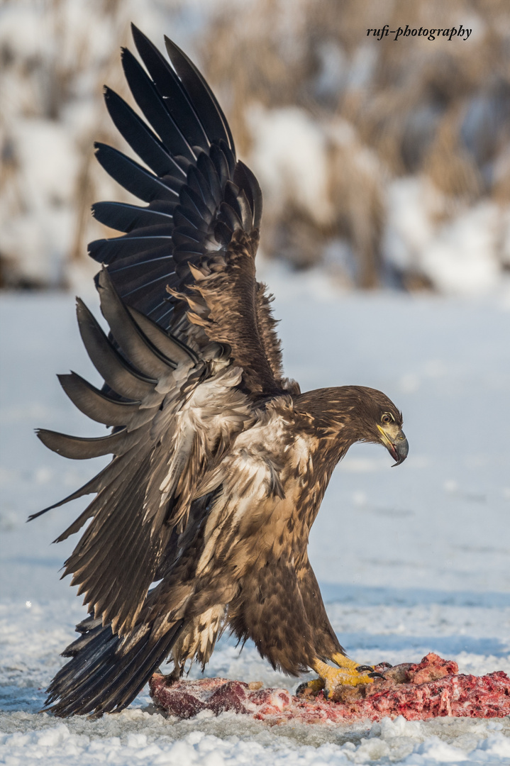 Halbwüchsiger Seeadler