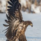 Halbwüchsiger Seeadler