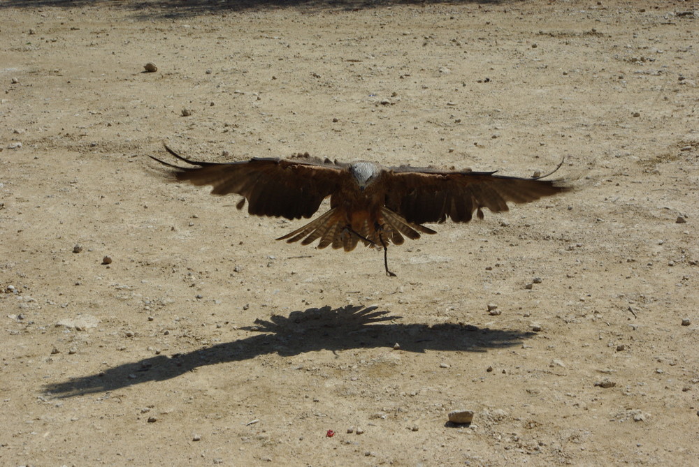 halcon peregrino