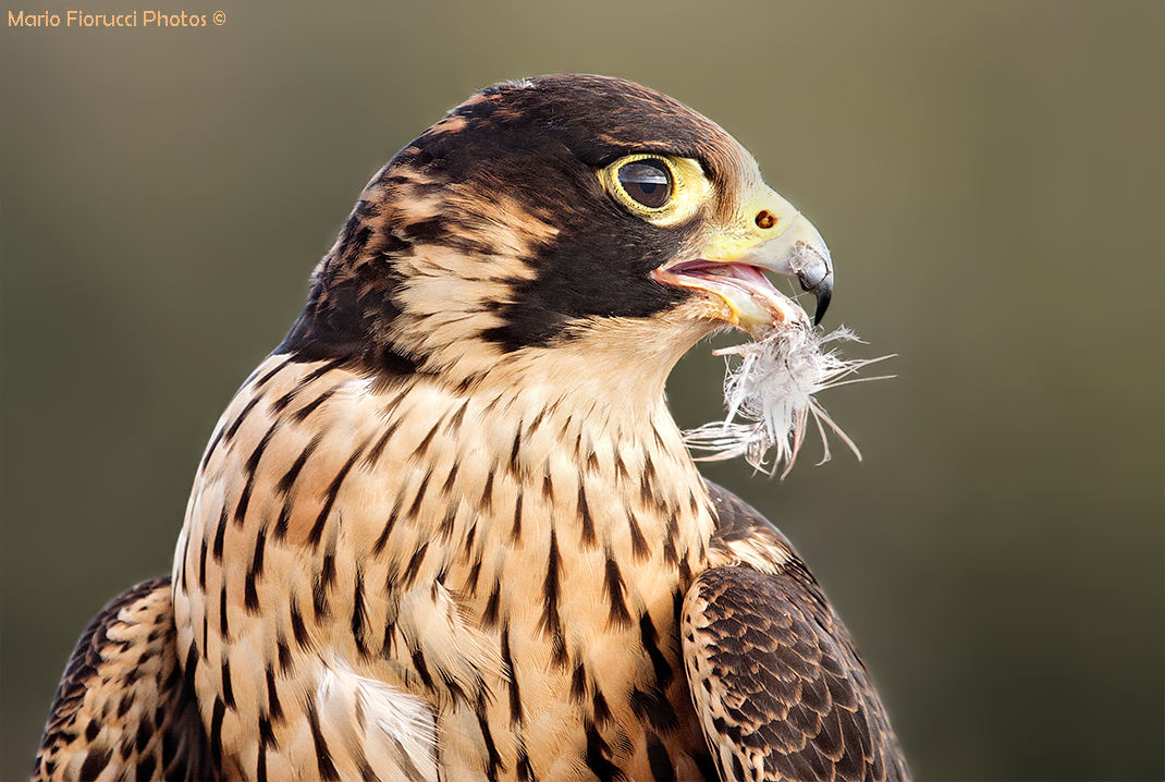 Halcón Peregrino Macho