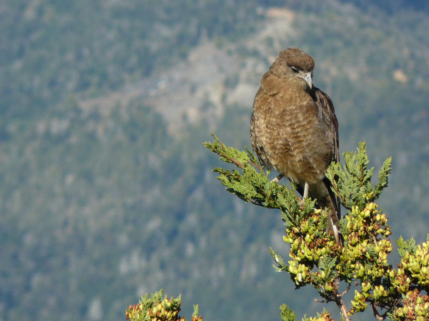 halconcito en el cerro catedral - bariloche