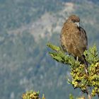 halconcito en el cerro catedral - bariloche