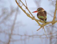 Halcyon albiventris