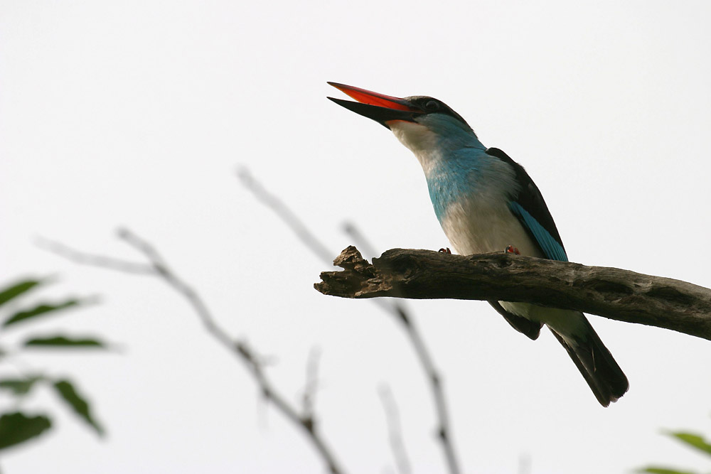 Halcyon malimbica (Blue-breasted Kingfisher)