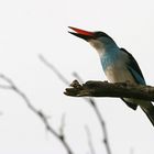 Halcyon malimbica (Blue-breasted Kingfisher)
