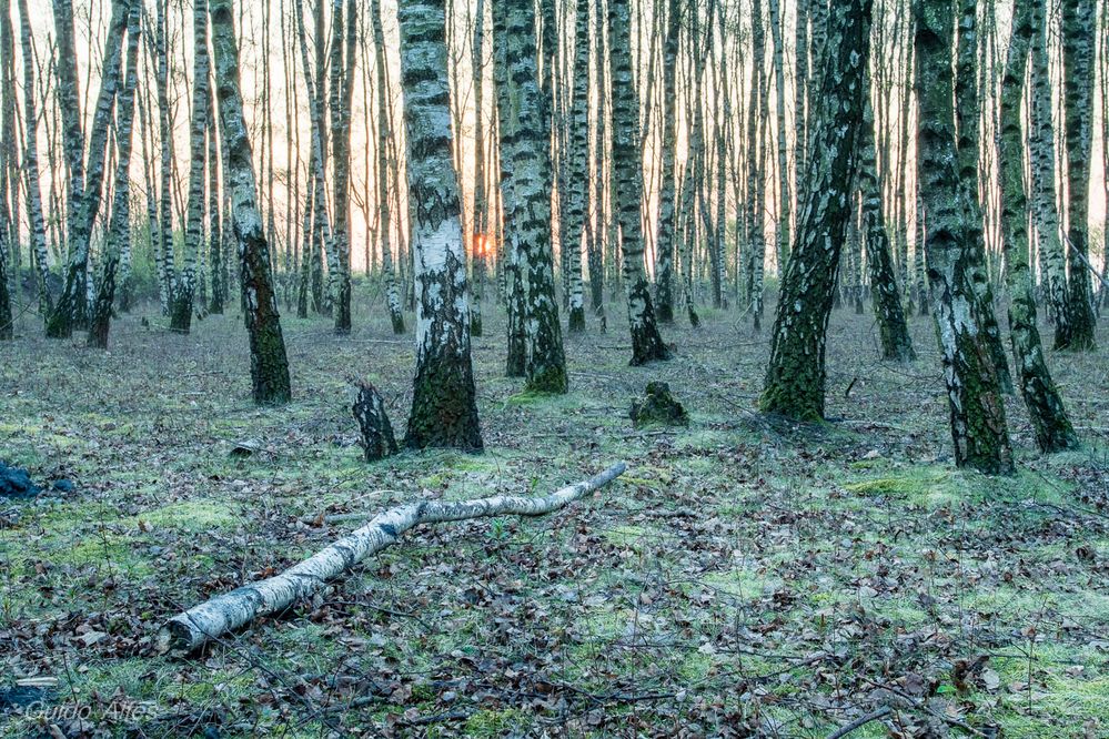 Halde Rheinbaben Foto & Bild landschaft, wald, natur im ruhrgebiet