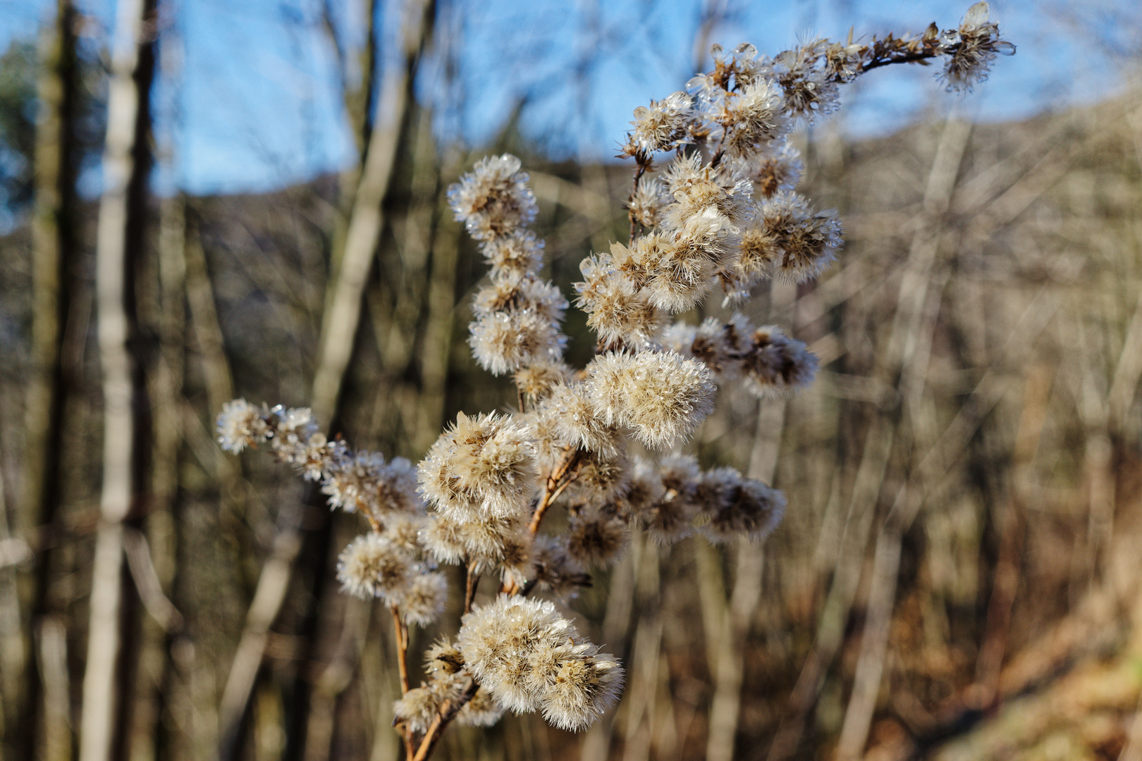 Halden-Winterblümchen