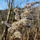 Halden-Winterblümchen