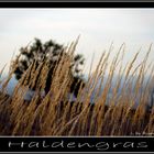 Haldengras