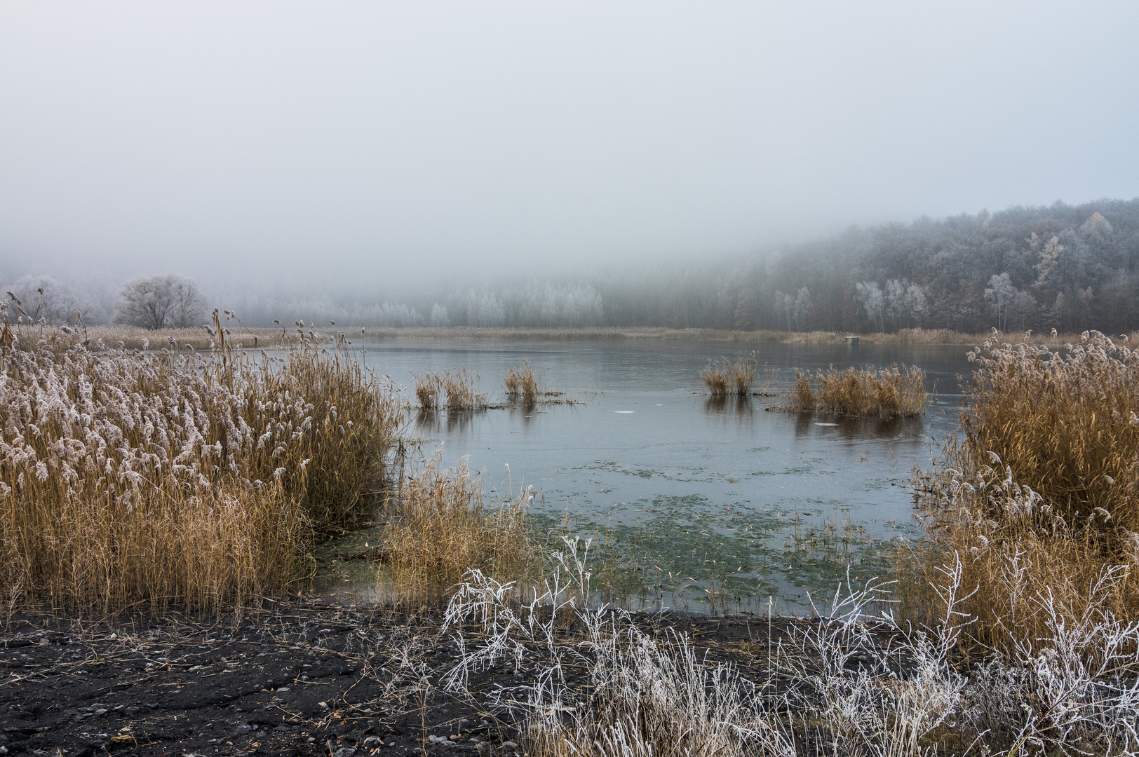 Haldenmotive, hier: am Kohlbachweiher auf der Halde Göttelborn