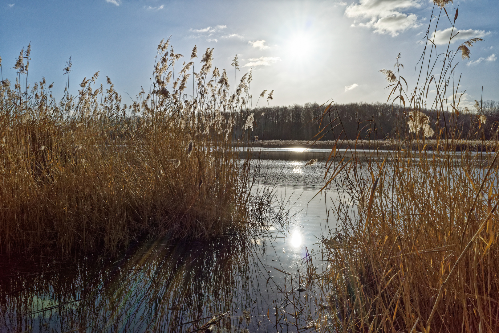 Haldenmotive, hier: Am Ufer des Kohlbachweihers auf der Bergehalde Göttelborn (Saarland)