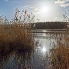 Haldenmotive, hier: Am Ufer des Kohlbachweihers auf der Bergehalde Göttelborn (Saarland)