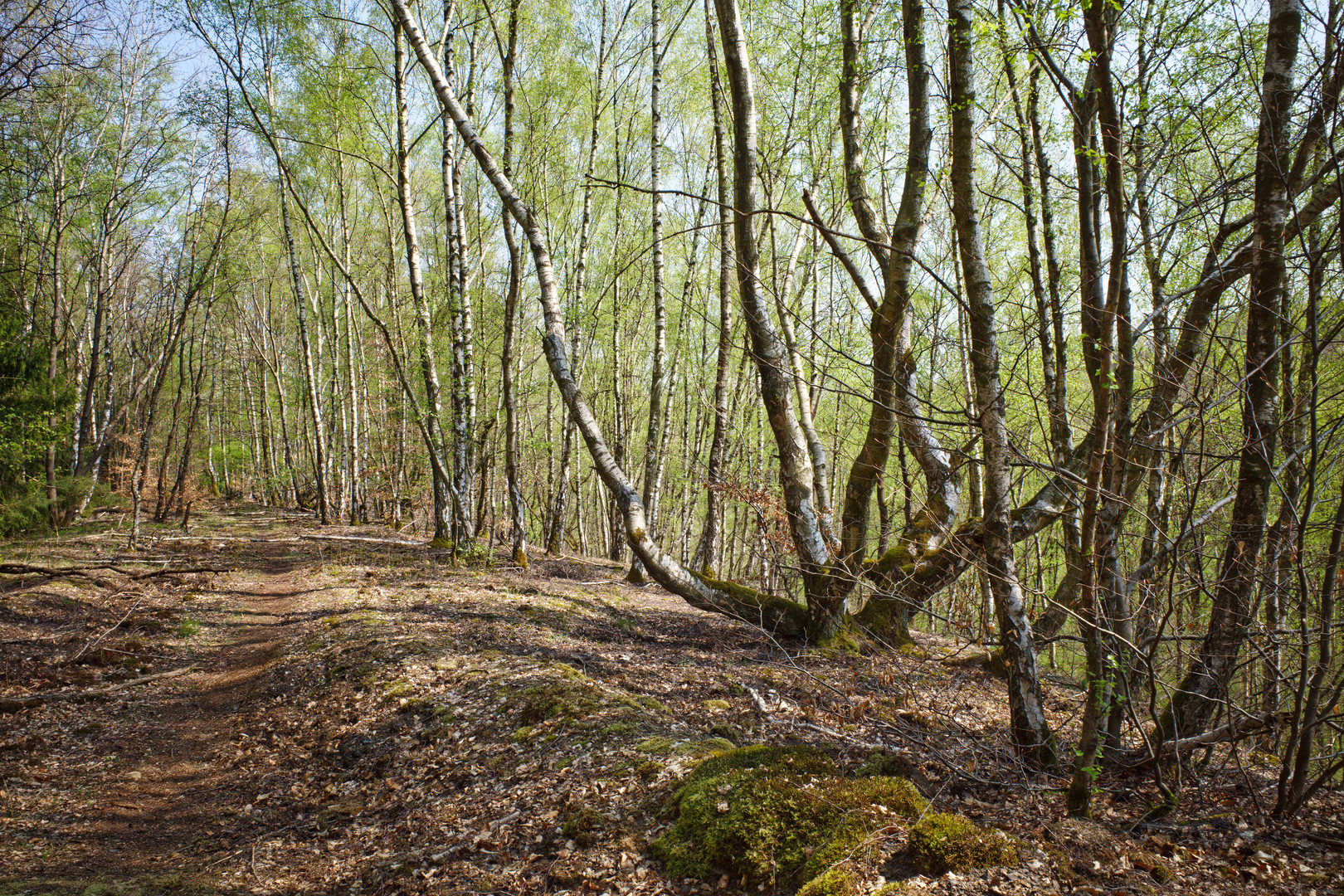 Haldenmotive, hier: auf dem Plateau der Halde Brefeld (Saarland)