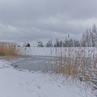 Haldenmotive, hier: Biotop auf dem Plateau der Halde Göttelborn