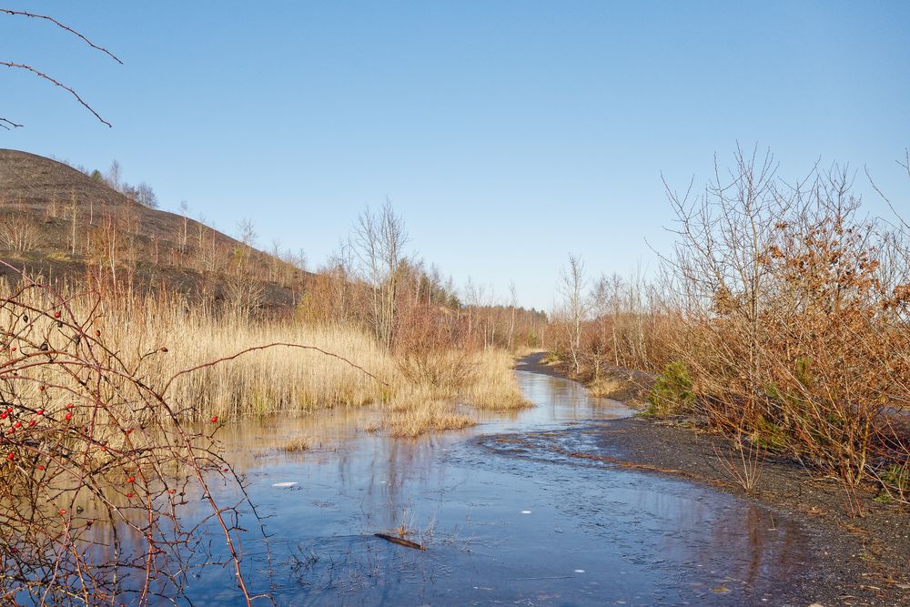 Haldenmotive, hier: Biotop auf der Bergehalde  Göttelborn/Saar (3)