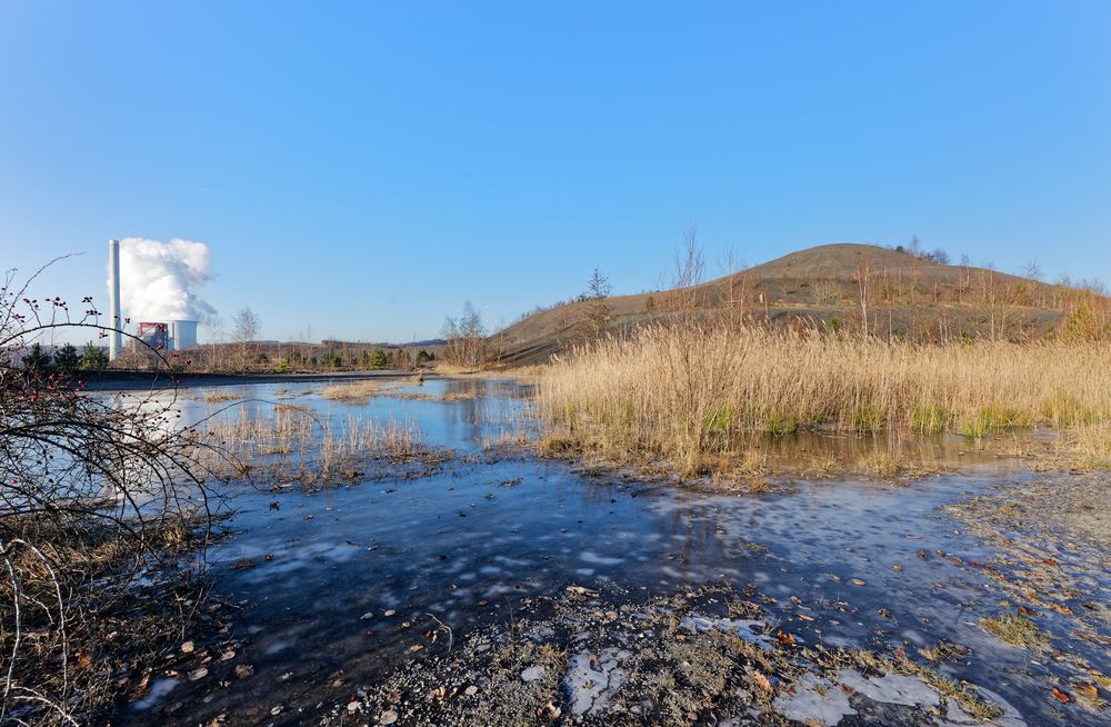 Haldenmotive, hier: Biotop auf der Bergehalde Göttelborn/Saar (3)