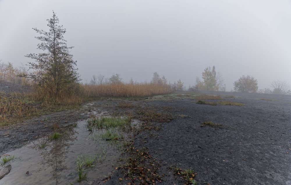 Haldenmotive, hier: Biotope auf der Halde