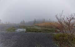 Haldenmotive, hier: Biotope auf der Halde